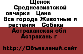 Щенок Среднеазиатской овчарки › Цена ­ 35 000 - Все города Животные и растения » Собаки   . Астраханская обл.,Астрахань г.